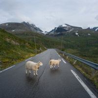 Sognefjell