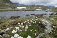 Sognefjell