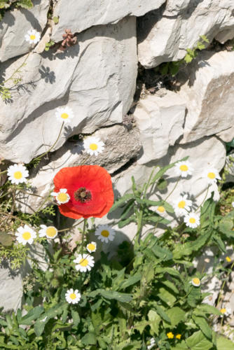 La vieille ville de Berat // Albanie