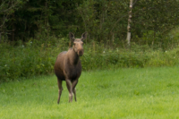 Trondelag