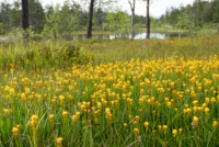 Trondelag