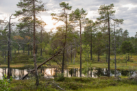 Trondelag