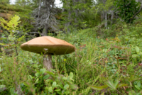 Trondelag