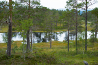 Trondelag