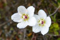 Trondelag