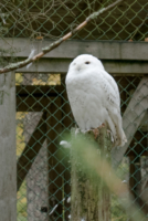 Parc Animalier de Ranua 05