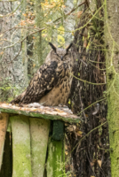 Parc Animalier de Ranua 05