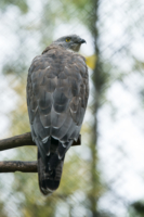 Parc Animalier de Ranua 05