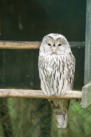 Parc Animalier de Ranua 05