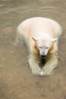 Parc Animalier de Ranua 13