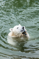 Parc Animalier de Ranua 13