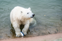 Parc Animalier de Ranua 13