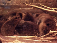 Parc Animalier de Ranua 021