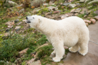 Parc Animalier de Ranua 13