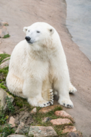 Parc Animalier de Ranua 13
