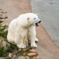 Parc Animalier de Ranua 13