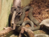 Parc Animalier de Ranua 03