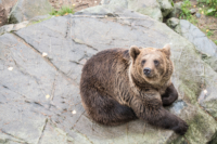 Parc Animalier de Ranua 12