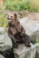 Parc Animalier de Ranua 12