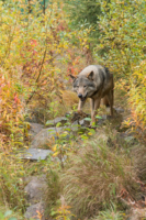 Parc Animalier de Ranua 06