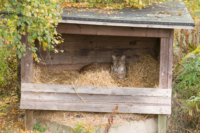 Parc Animalier de Ranua 07