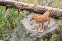 Parc Animalier de Ranua 09