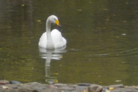 Parc Animalier de Ranua 023