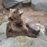 Parc Animalier de Ranua 12