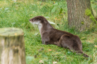 Parc Animalier de Ranua 02