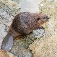 Parc Animalier de Ranua 022