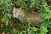 Parc Animalier de Ranua 08