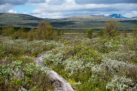 Marais Fokstumyra